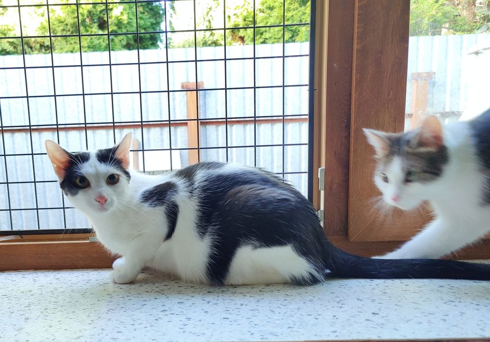 Kot do adopcji - MAKAIA, 1 rok