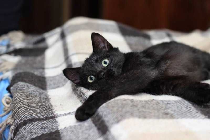 Граціозна малеча  - кішечка Лія, 3 міс