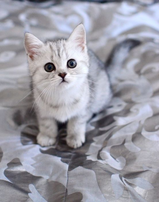 Прямовухий хлопчик