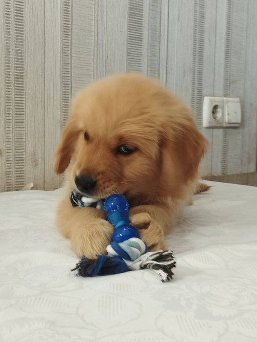 В пошуках родини.