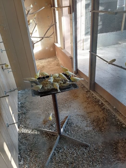 Kanarki młode z tego roku