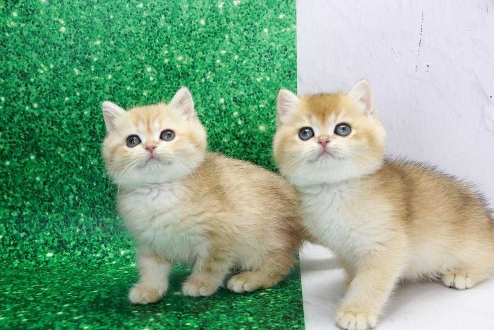 Золоті за кольором та за характером