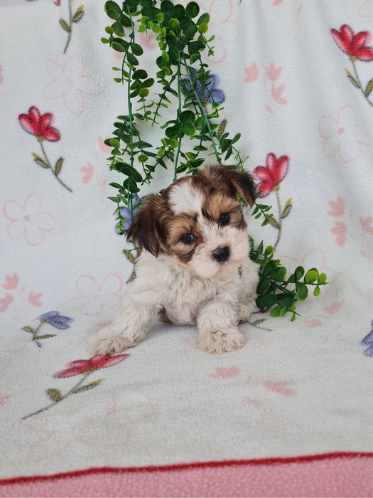 Excelente mini Yorkshire Beiwer de Qualidade