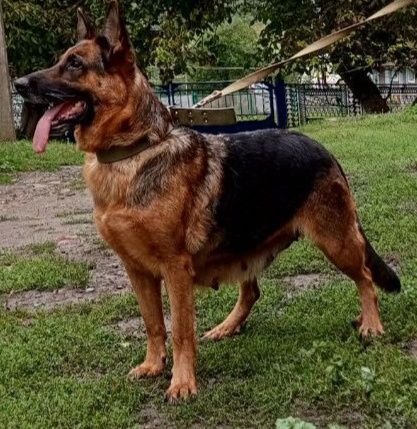 Продам дорослу суку