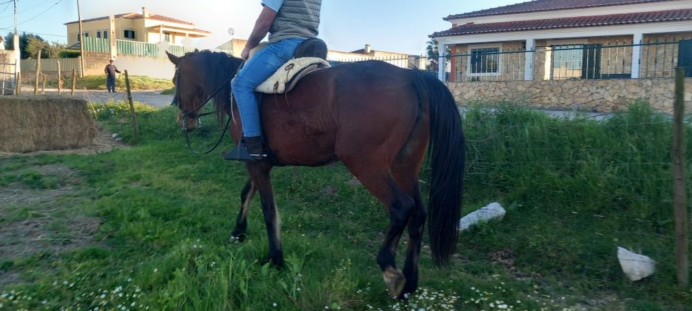 Egua grande muito mansinha e calma  ideal para  qualquer pessoa