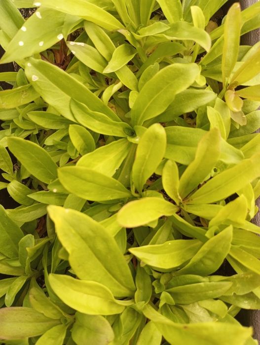 Sadzonki goździka brodatego mix kolorów