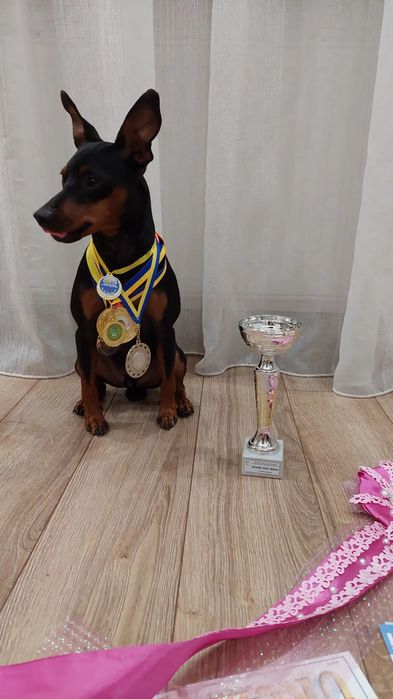 Карликовий пінчер, в'язка