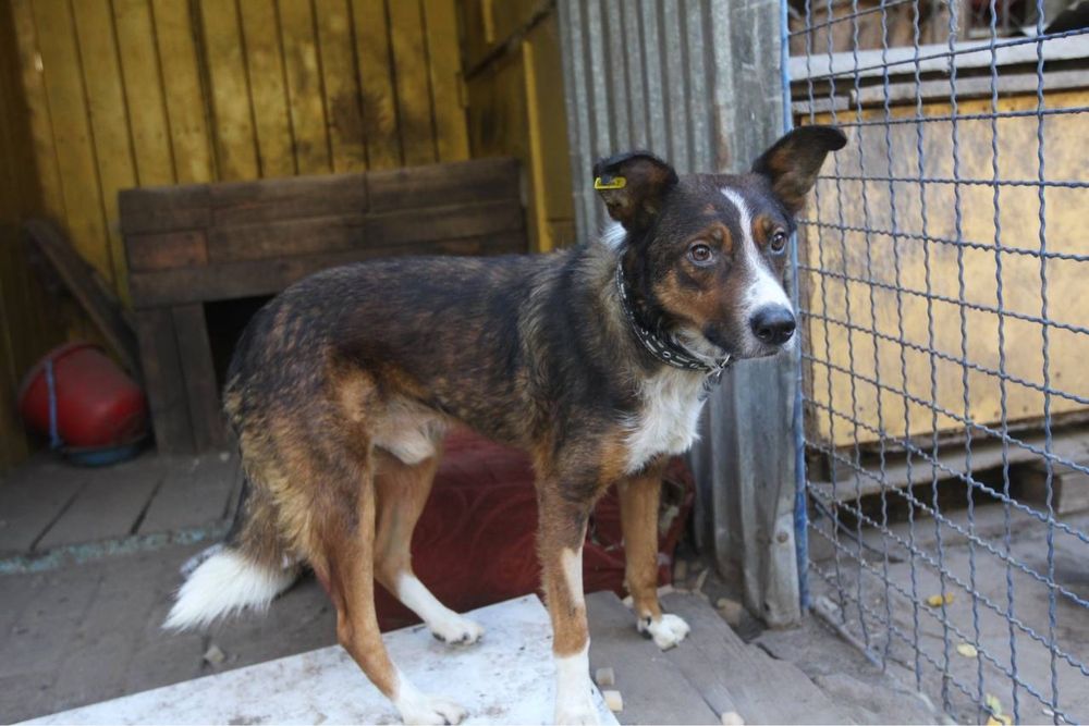 Шукаємо родину для песика!