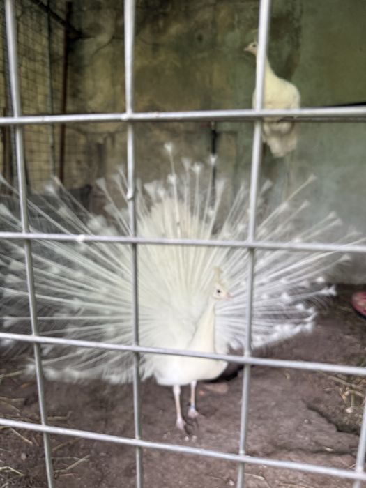 Ovos pavão azul, verde, alerquin e brancos