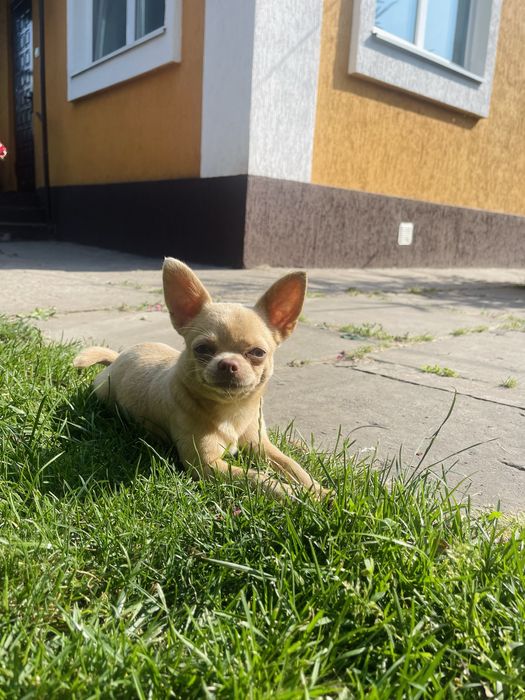 Вʼязка чіхуахуа