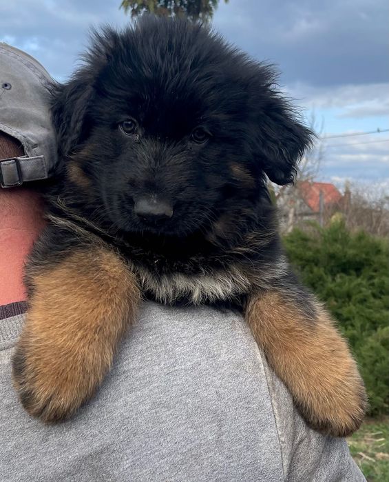 Szczeniak owczarek niemiecki