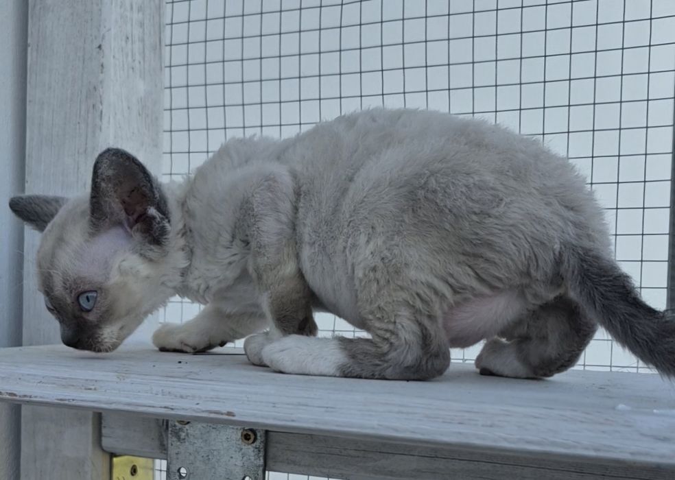 Śliczny mały devon rex FPL -  możliwość rezerwacji