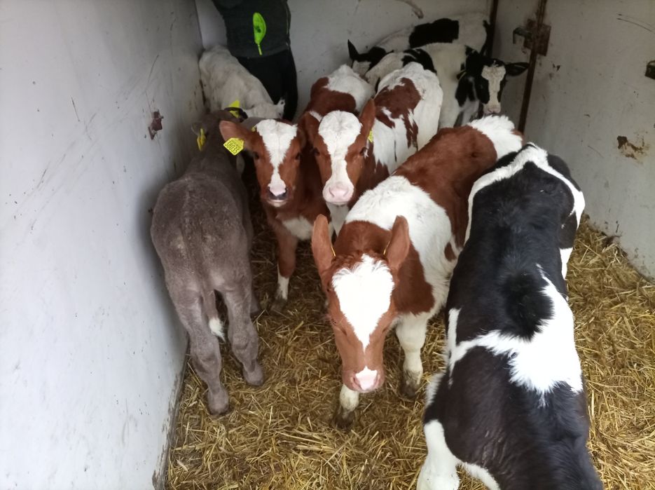 Sprzedam  cielęta10 sztuk