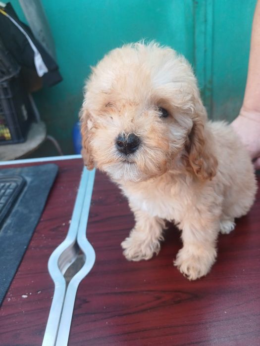 Продам пуделя той