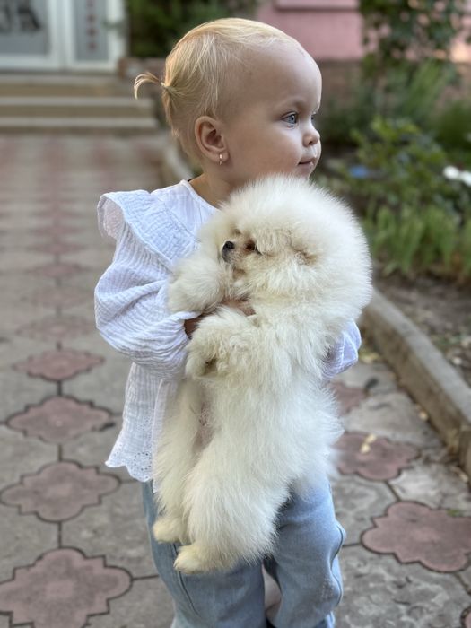 Шпиц мини мальчик