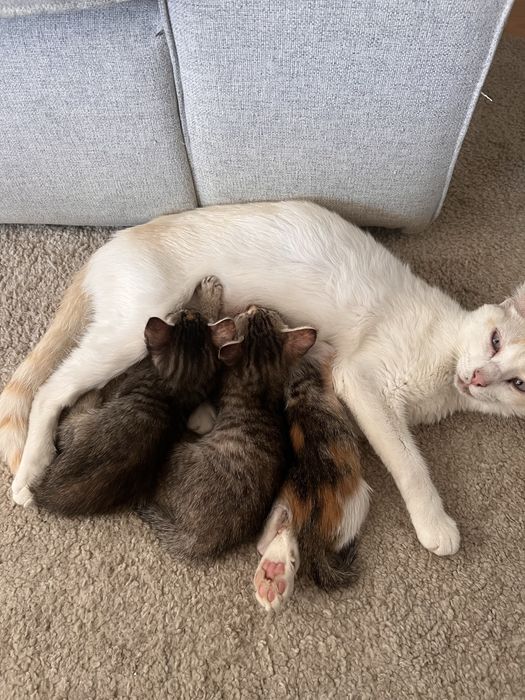 Gatinhos para adopcao