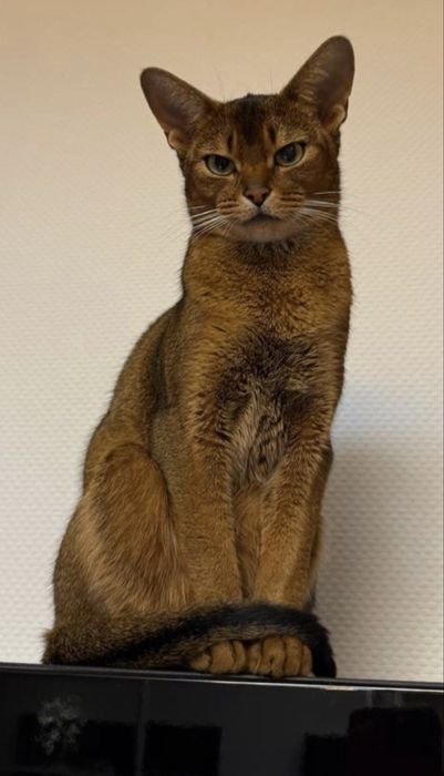 Абиссинские котята