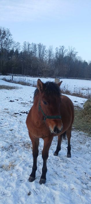 Sprzedam konie hucuły