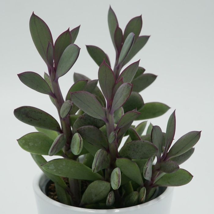 Монвіллея,спатифілум, ехеверії,сукуленти