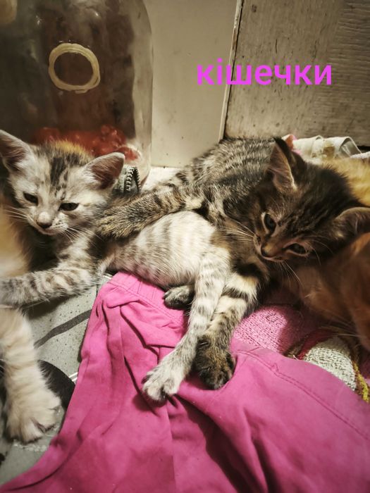 Кошенята безкоштовно