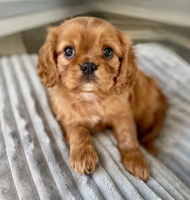 Cavalier King Charles