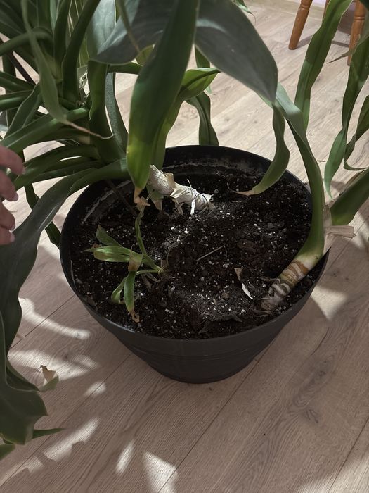 Dracena wonna duza