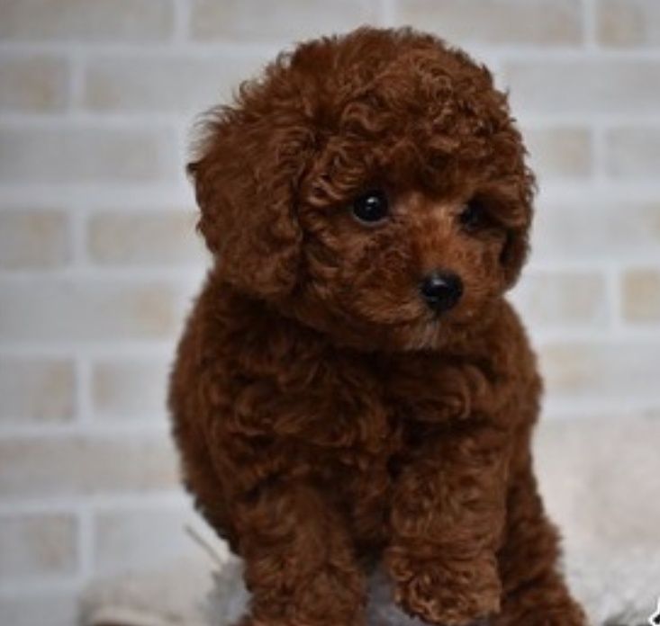 Шикарний хлопчик той пудель .