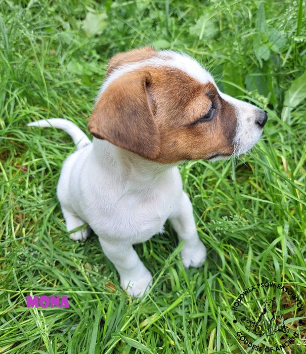Jack Russell Terrier suczka rodowód