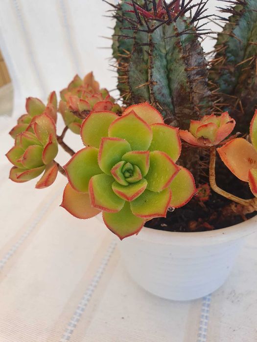 Plantas - Aeonium 'Kiwi & Euphorbia enopla