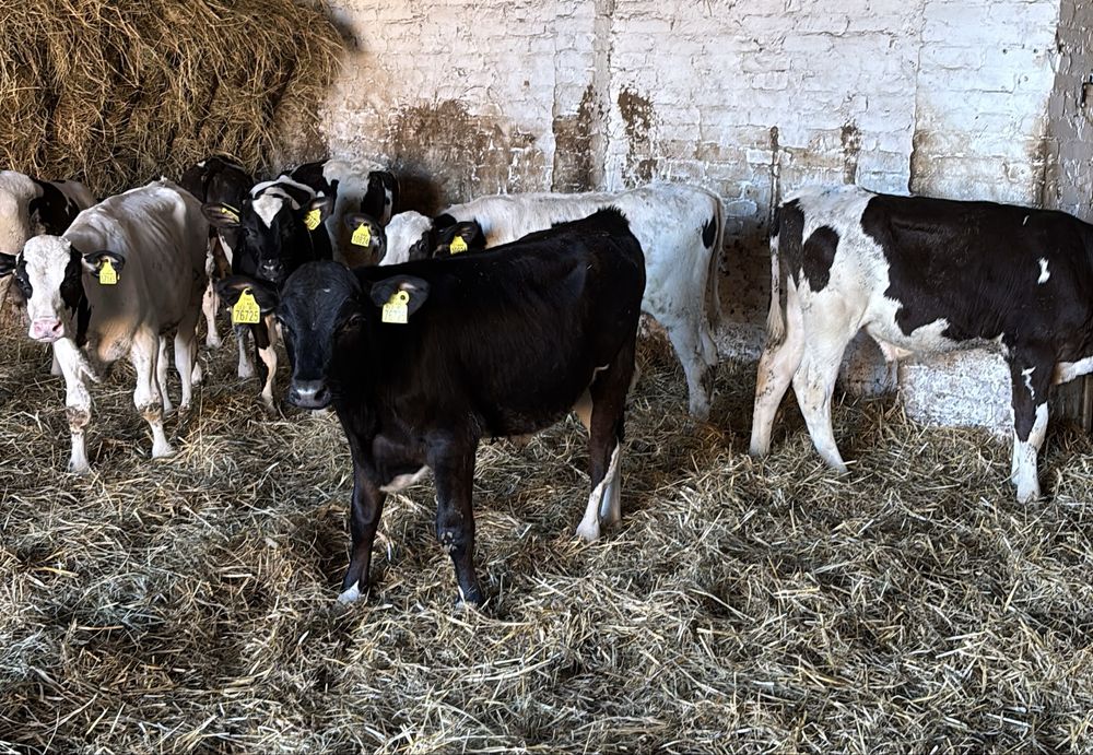 Byki samodzielne 130 kg.