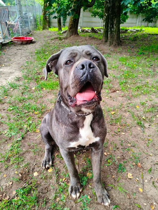 Tantor - przyjazny pies rasy cane corso