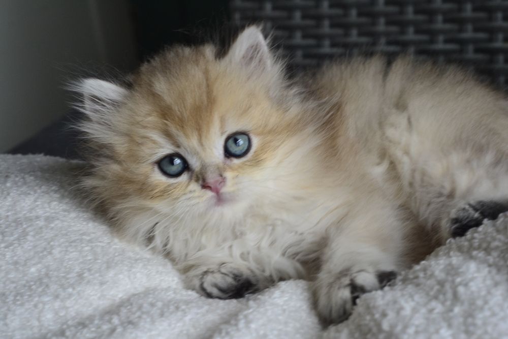 котик золотий британець ніжний малиш