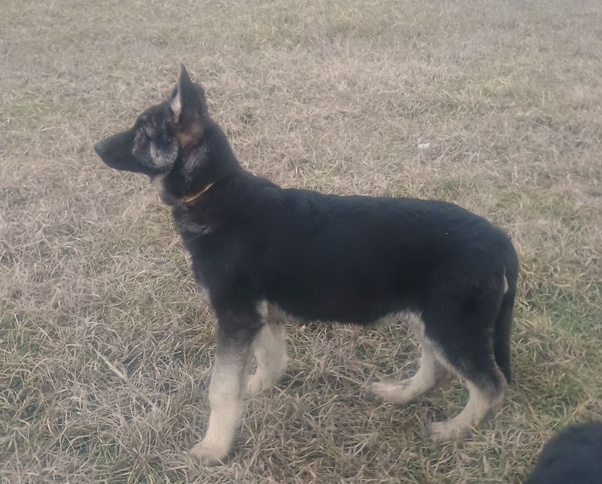 Щенки восточно-европейской овчарки