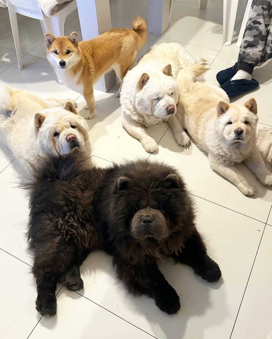 Hotel domowy dla psów Dog Holidays