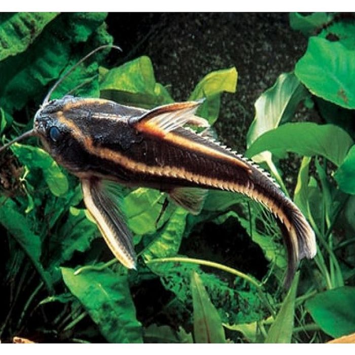 Vendo peixes variados