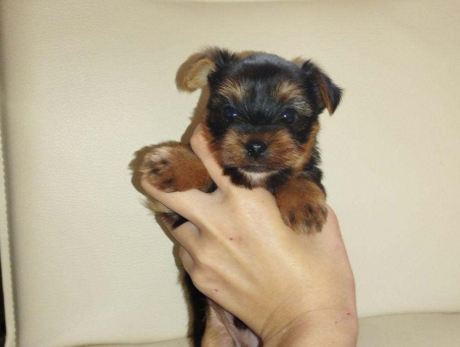 Щенята йорків ,йорчики