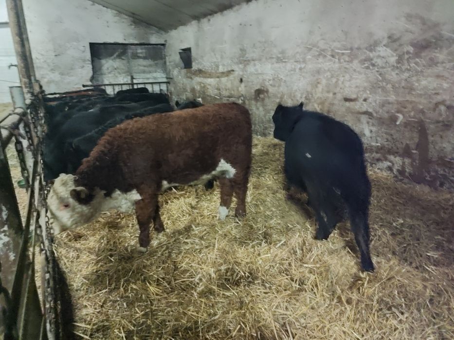 Byczki jałówki odsadki do wyboru. Limousin angus chereford  miesne