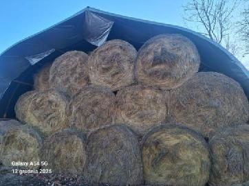 Siano Bele 160 zapraszam