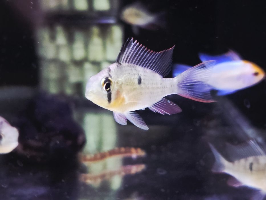 Pielęgniczka Boliwijska (Mikrogeophagus altispinosus)