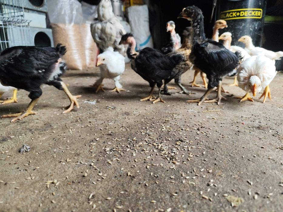 Frangos galinhas caseiras