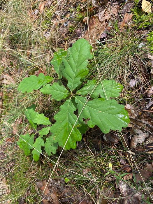 Sadzonki dębu, dąb staropolski sadzonki