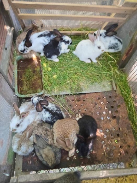 Продам кролі молодняк