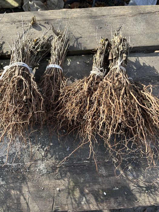 Продам подвой великий вибір