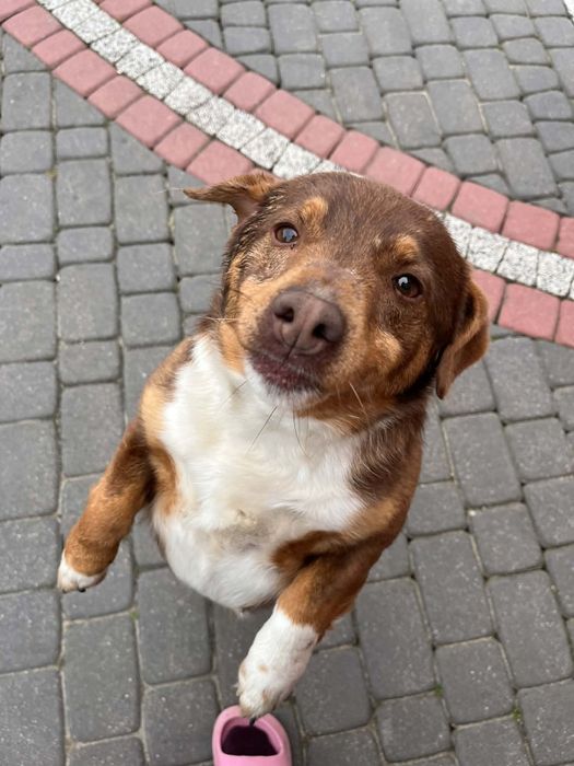 Porzucony piesek szuka domu!!!