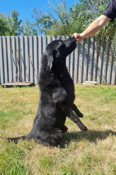 Отдам даром в добрые руки собаку породы Лабрадор