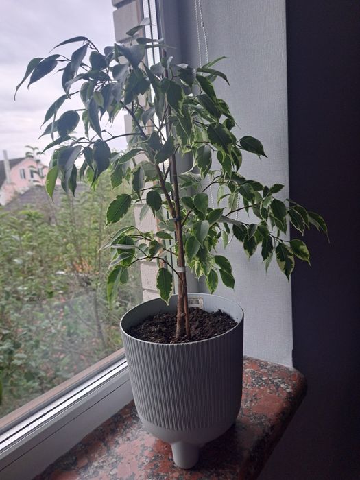 Вазони, алое вера, алое