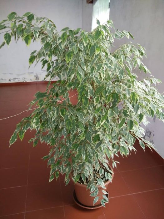 Planta - Ficus benjamina 'Twilight' / Crepúsculo