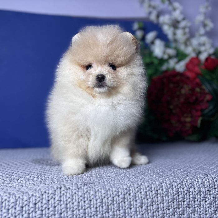 ляльковий Ведмедик шоу классу