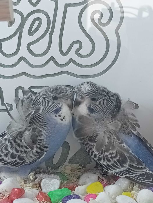 Piriquitos hagoromos clássicos