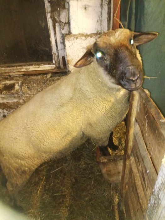 Tryk,baran czarnogłówka